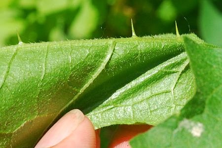 Solanum_carolinense_leaf2.jpg