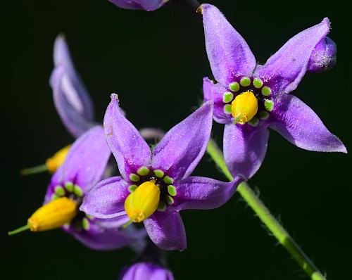 Solanum_dulcamara_flowers.jpg