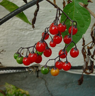 Solanum_dulcamara_fruits.jpg
