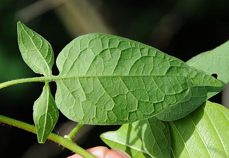Solanum_dulcamara_leaf2.jpg