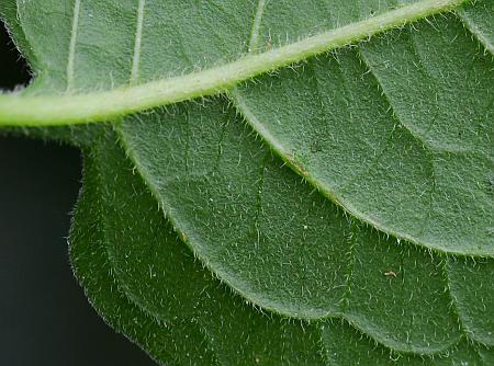 Solanum_dulcamara_leaf2a.jpg
