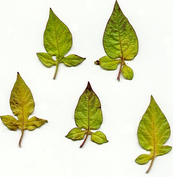 Solanum_dulcamara_leaves.jpg