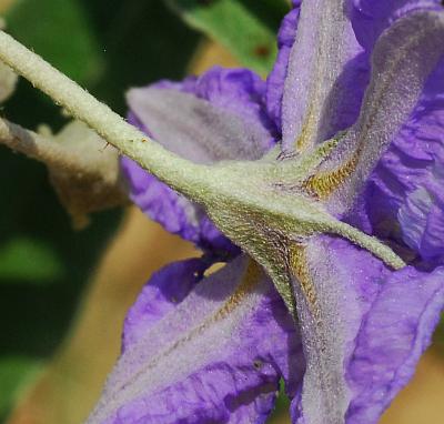 Solanum_elaeagnifolium_calyx.jpg
