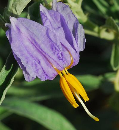 Solanum_elaeagnifolium_flower.jpg