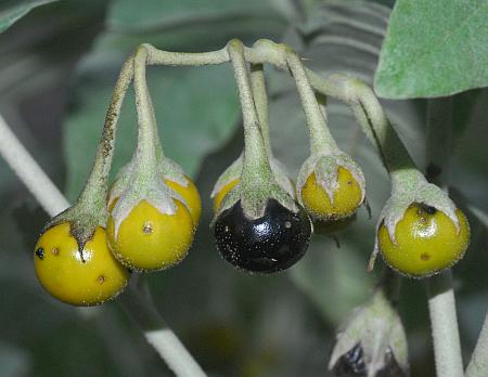 Solanum_elaeagnifolium_fruits.jpg