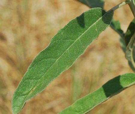 Solanum_elaeagnifolium_leaf1.jpg
