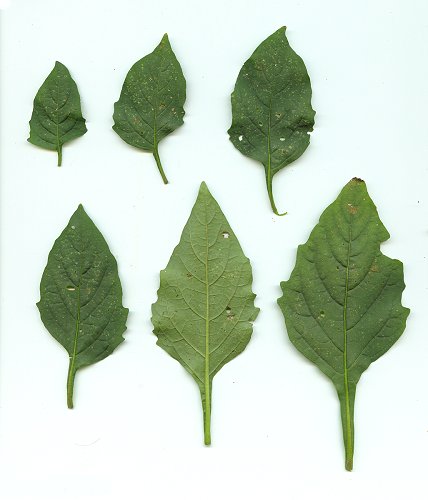 Solanum_nigrum_leaves.jpg