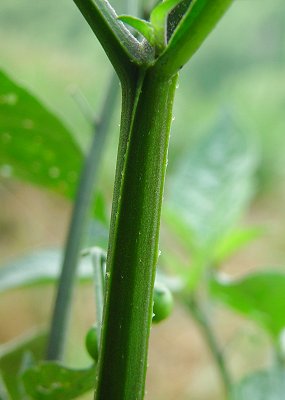 Solanum_nigrum_stem.jpg