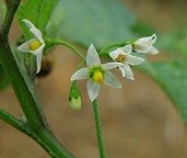 Solanum nigrum thumbnail