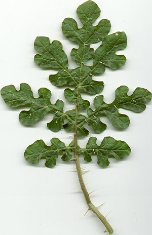 Solanum_rostratum_leaf.jpg