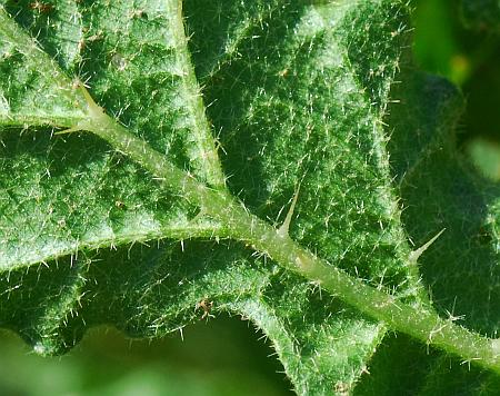 Solanum_rostratum_leaf2.jpg