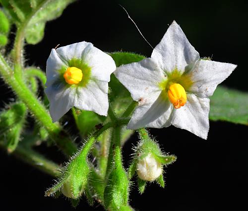Solanum_sarrachoides_corollas.jpg