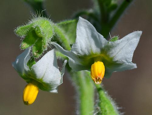 Solanum_sarrachoides_flowers.jpg