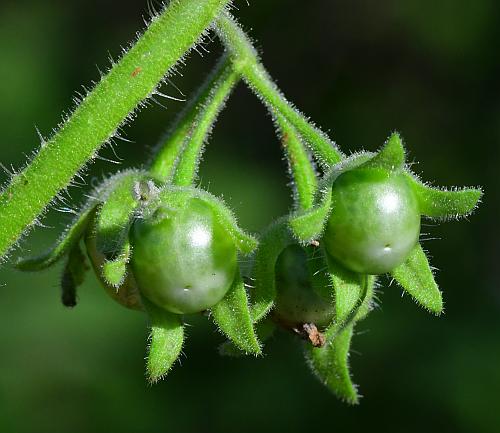 Solanum_sarrachoides_fruits.jpg