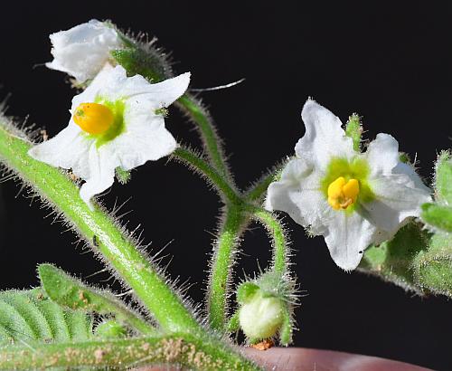 Solanum_sarrachoides_inflorescence.jpg