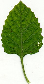 Solanum_sarrachoides_leaf.jpg