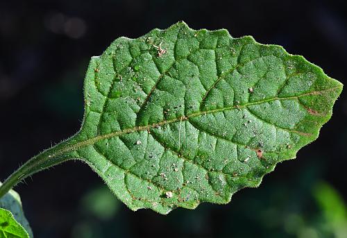 Solanum_sarrachoides_leaf1.jpg
