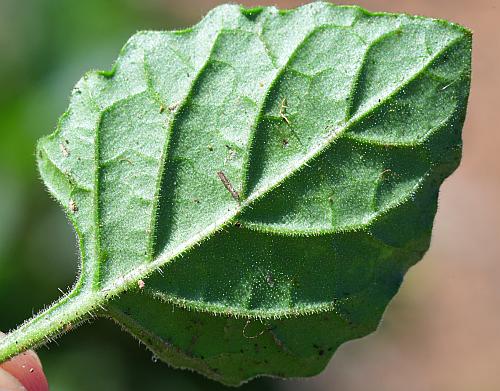 Solanum_sarrachoides_leaf2.jpg