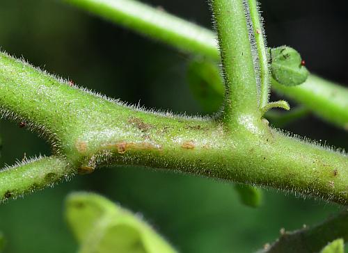 Solanum_sarrachoides_stem1.jpg