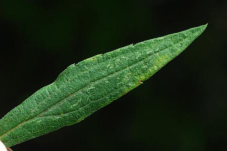 Solidago_altissima_leaf1.jpg