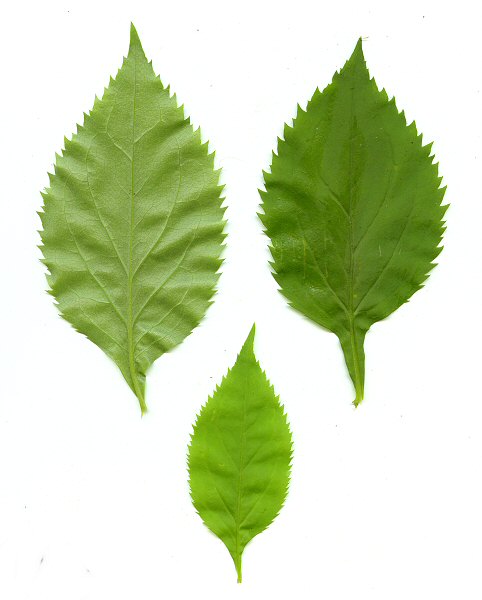 Solidago_flexicaulis_leaves.jpg