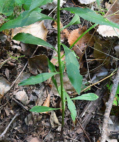 Solidago_gigantea_base.jpg