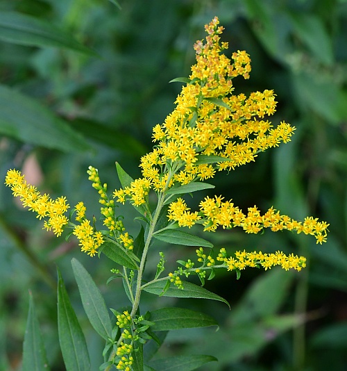 Solidago_gigantea_inflorescence1.jpg