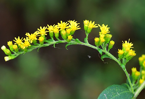 Solidago_gigantea_inflorescence2.jpg