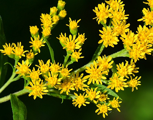 Solidago_gigantea_inflorescence3.jpg