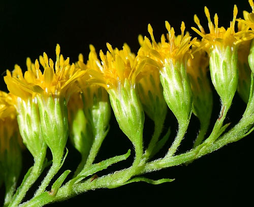 Solidago_gigantea_involucres.jpg