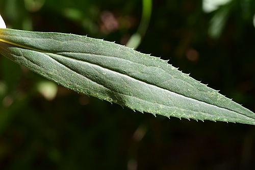 Solidago_gigantea_leaf1.jpg