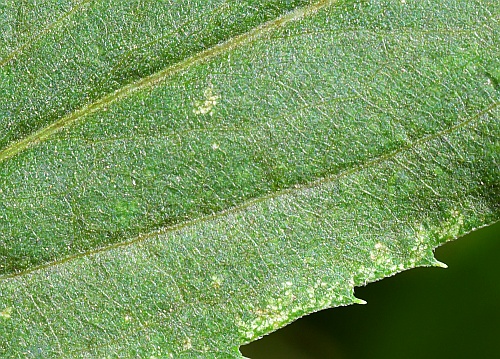 Solidago_gigantea_leaf1a.jpg