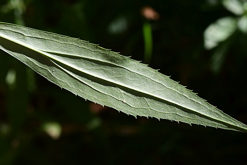 Solidago_gigantea_leaf2.jpg