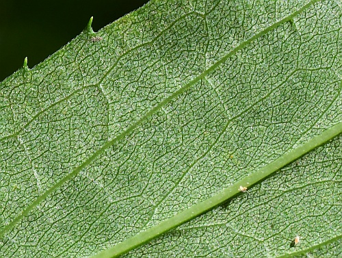 Solidago_gigantea_leaf2a.jpg