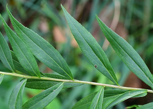 Solidago_gigantea_leaves.jpg