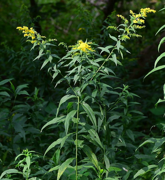 Solidago_gigantea_plant.jpg