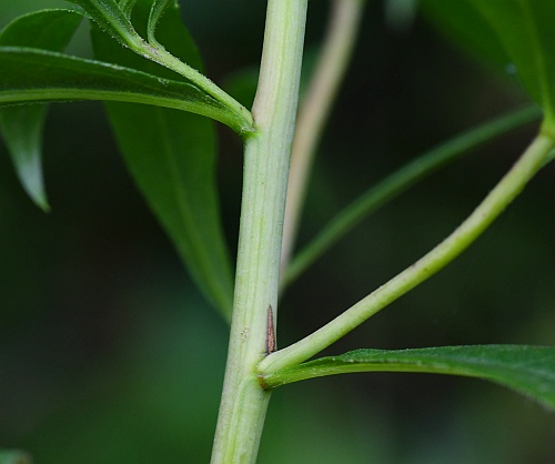 Solidago_gigantea_stem.jpg