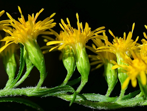 Solidago_gigantea_styles.jpg