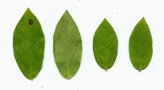 Solidago_petiolaris_leaves.jpg