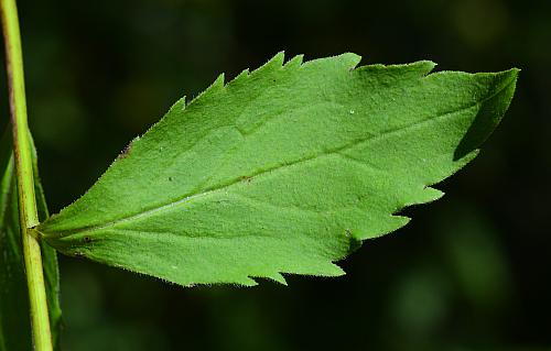 Solidago_ulmifolia_var_ulmifolia_leaf1.jpg
