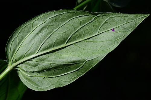 Spigelia_marilandica_leaf2.jpg