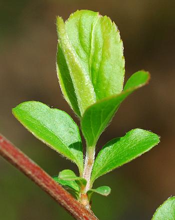 Spiraea_prunifolia_leaves2.jpg