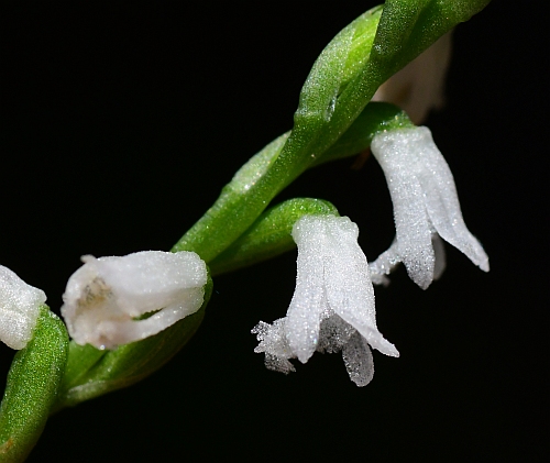 Spiranthes_tuberosa_flowers2.jpg