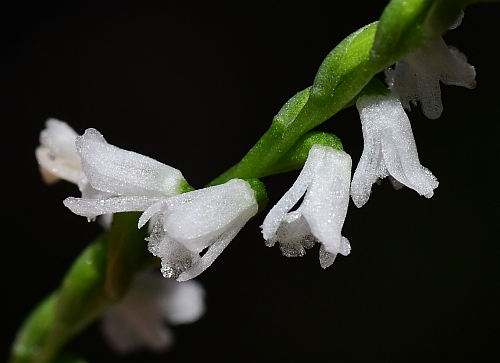 Spiranthes_tuberosa_flowers3.jpg