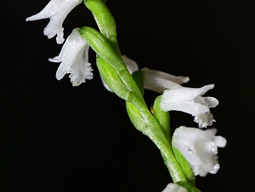 Spiranthes_tuberosa_flowers4.jpg