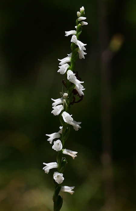 Spiranthes_tuberosa_inflorescence2.jpg