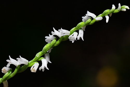 Spiranthes_tuberosa_inflorescence3.jpg