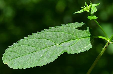 Stachys_tenuifolia_leaf1.jpg