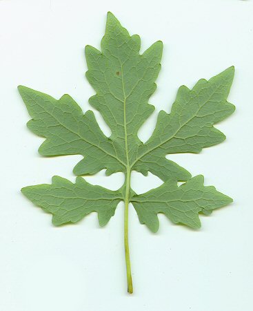 Stylophorum_diphyllum_abaxial_leaf.jpg