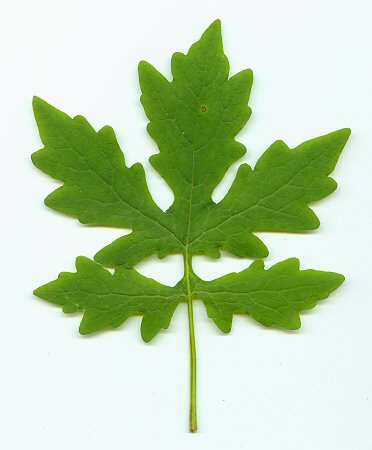 Stylophorum_diphyllum_adaxial_leaf.jpg
